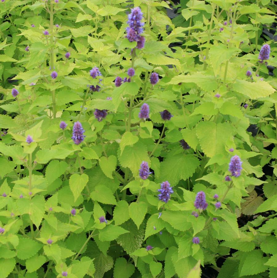 Agastache foeniculum Golden Jubilee