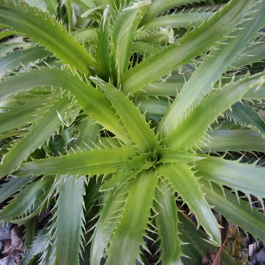 Eryngium bromeliifolium 