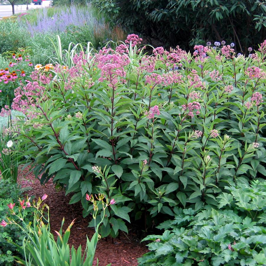 Eupatorium purpureum maculatum Gateway