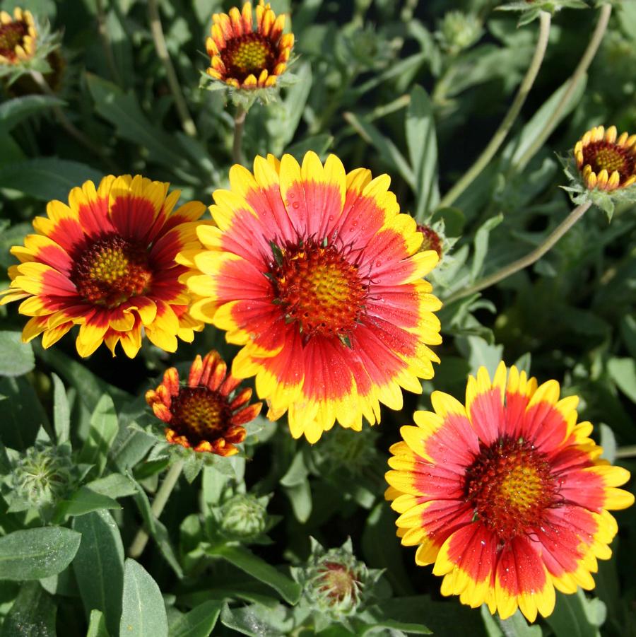 Gaillardia grandiflora Arizona Sun