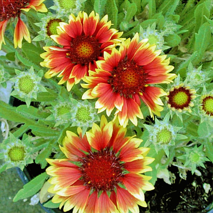 Gaillardia grandiflora 'Dazzler' Blanket Flower from Sandy's Plants
