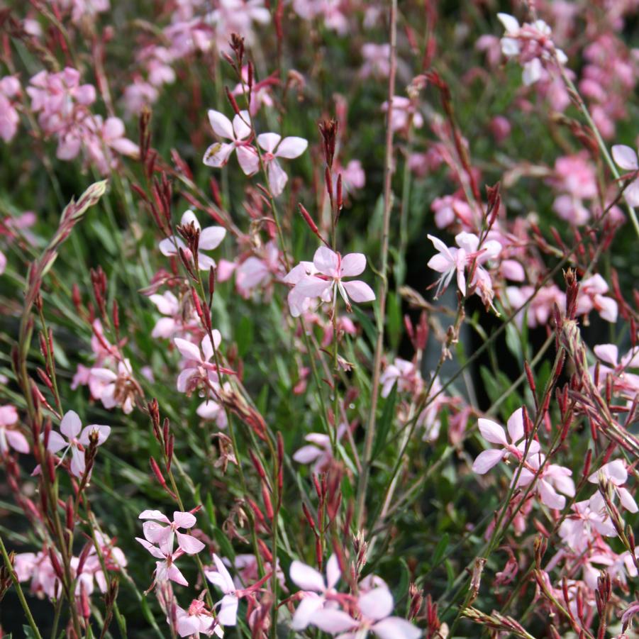 Gaura lindheimeri Pink Fountain