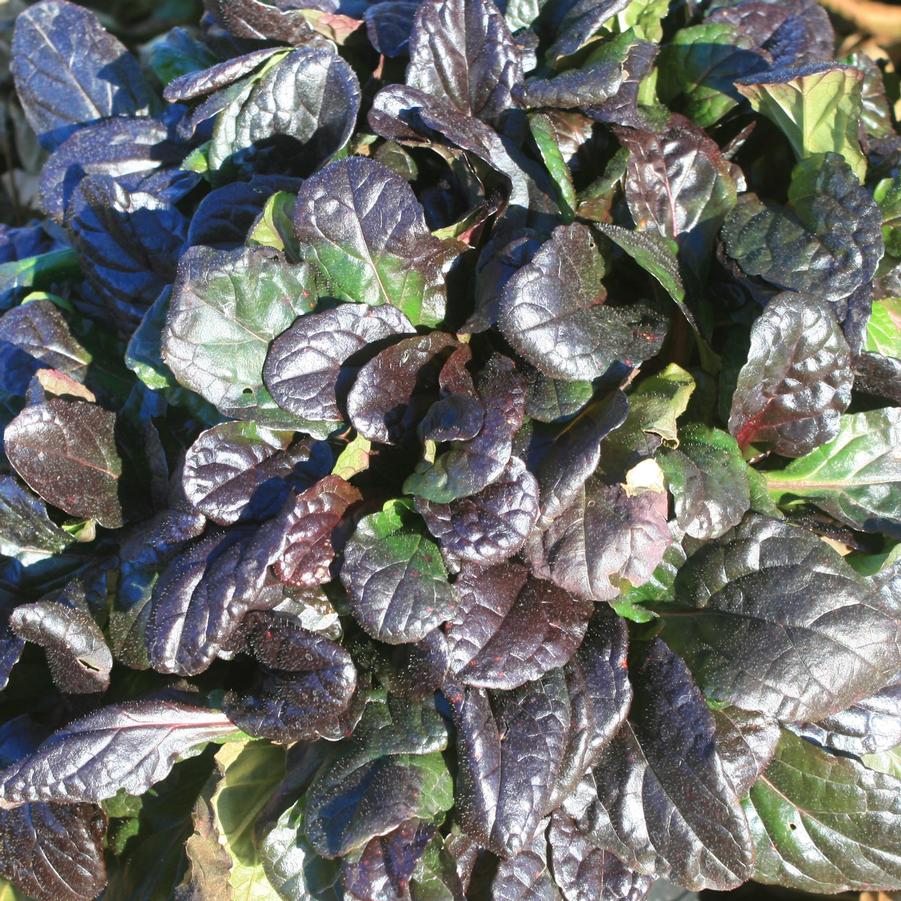 Ajuga reptans Black Scallop