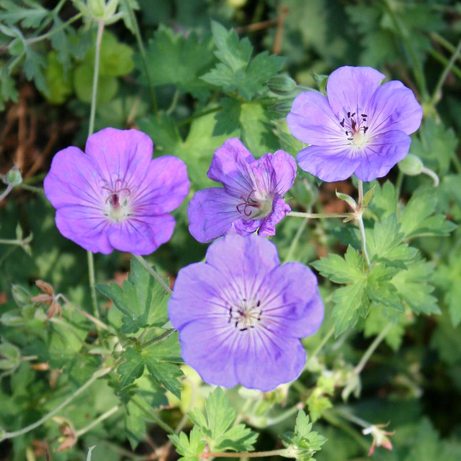 Geranium Rozanne