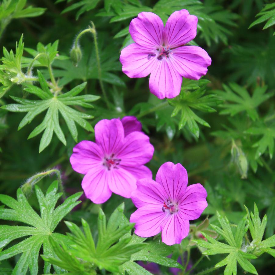 Geranium Tiny Monster