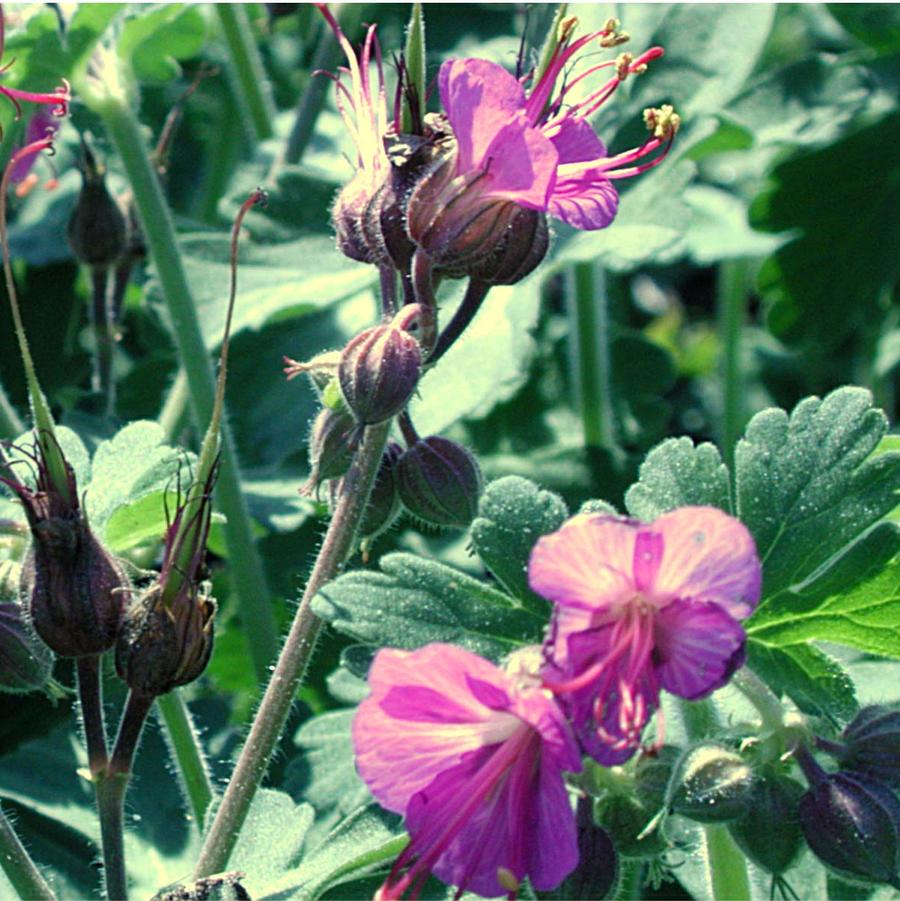 Geranium macrorrhizum 