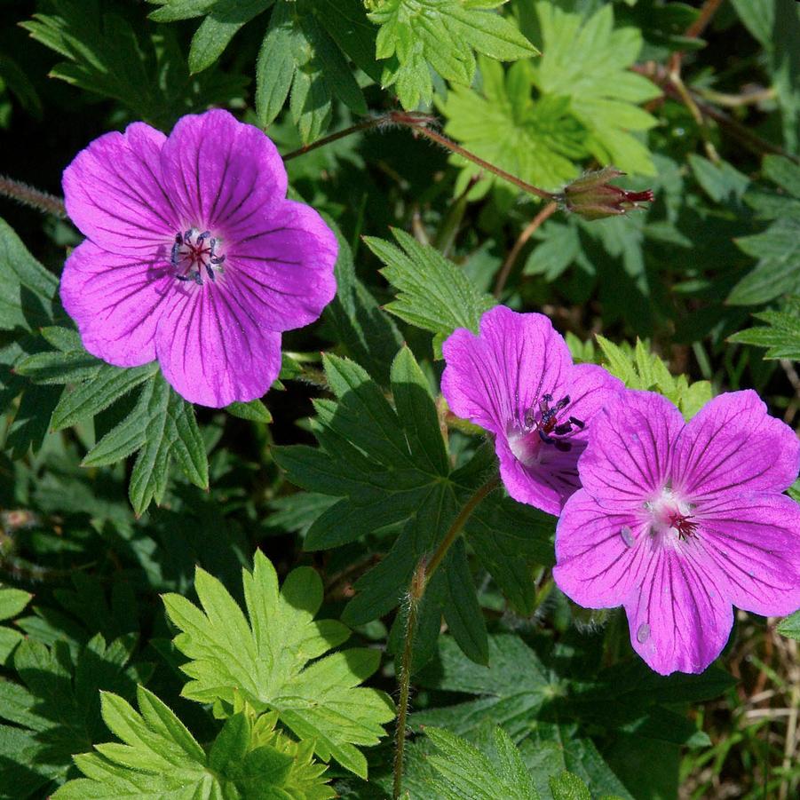 Geranium sanguineum 