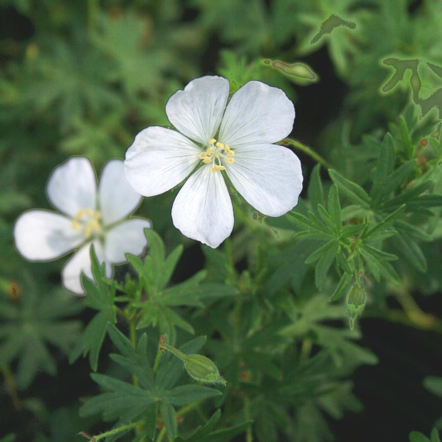 Geranium sanguineum Album