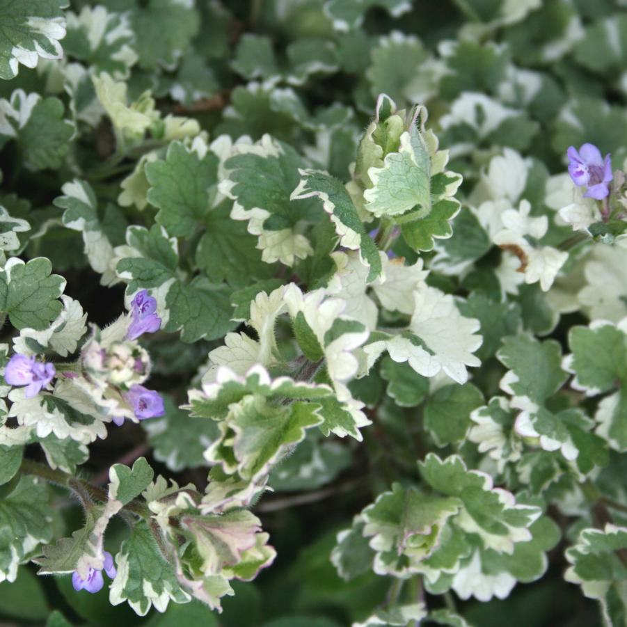 Glechoma hederacea Variegata