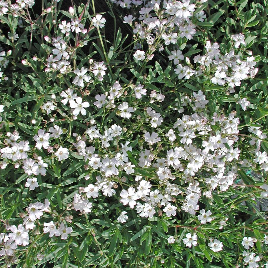 Creeping Baby's Breath Seeds - Gypsophila Repens Alba