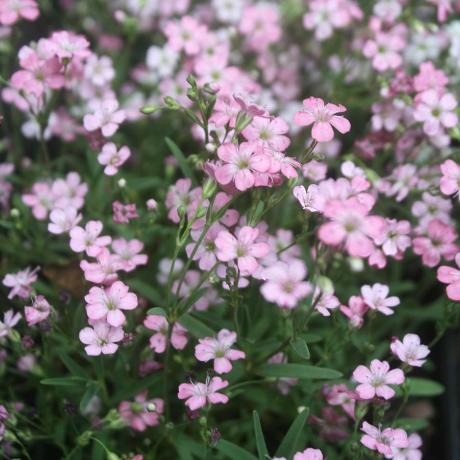  200 Creeping Baby's Breath WHITE FLOWERS,Gypsophila repens  ,Perennial ! : Patio, Lawn & Garden