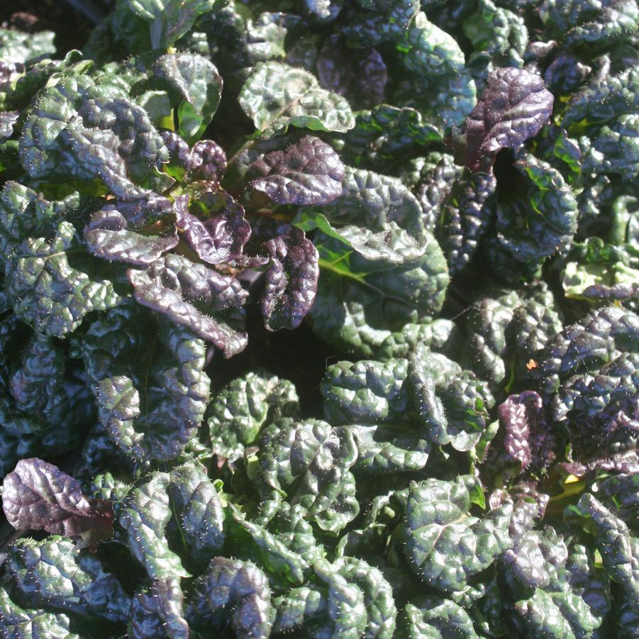 Ajuga pyramidalis Metallica Crispa