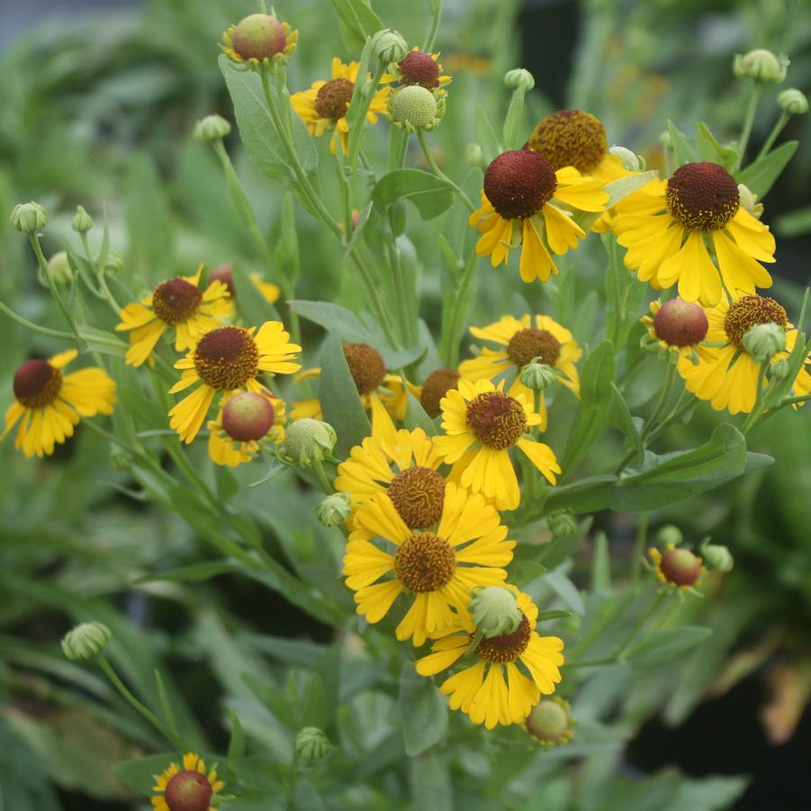 Helenium flexuosum 