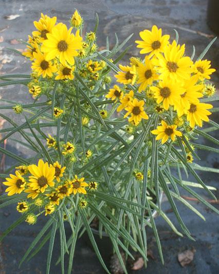 Helianthus salicifolius First Light