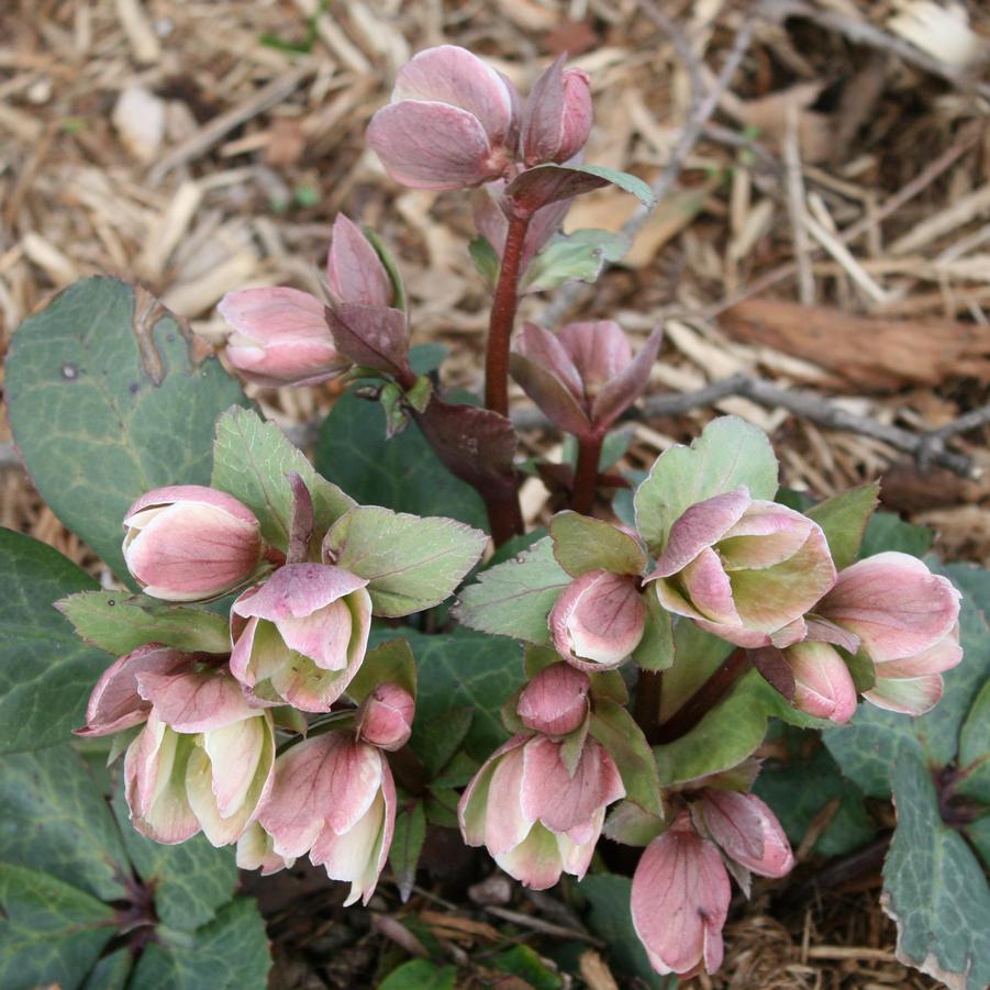 Helleborus nigersmithii Ivory Prince