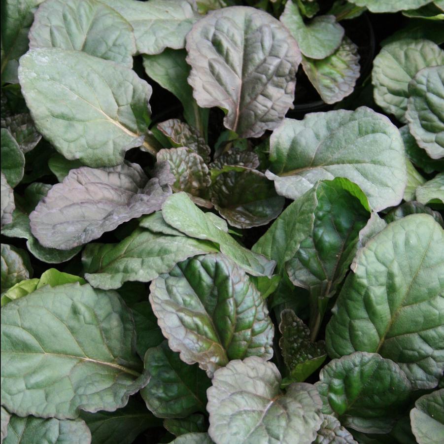 Ajuga reptans Catlin's Giant