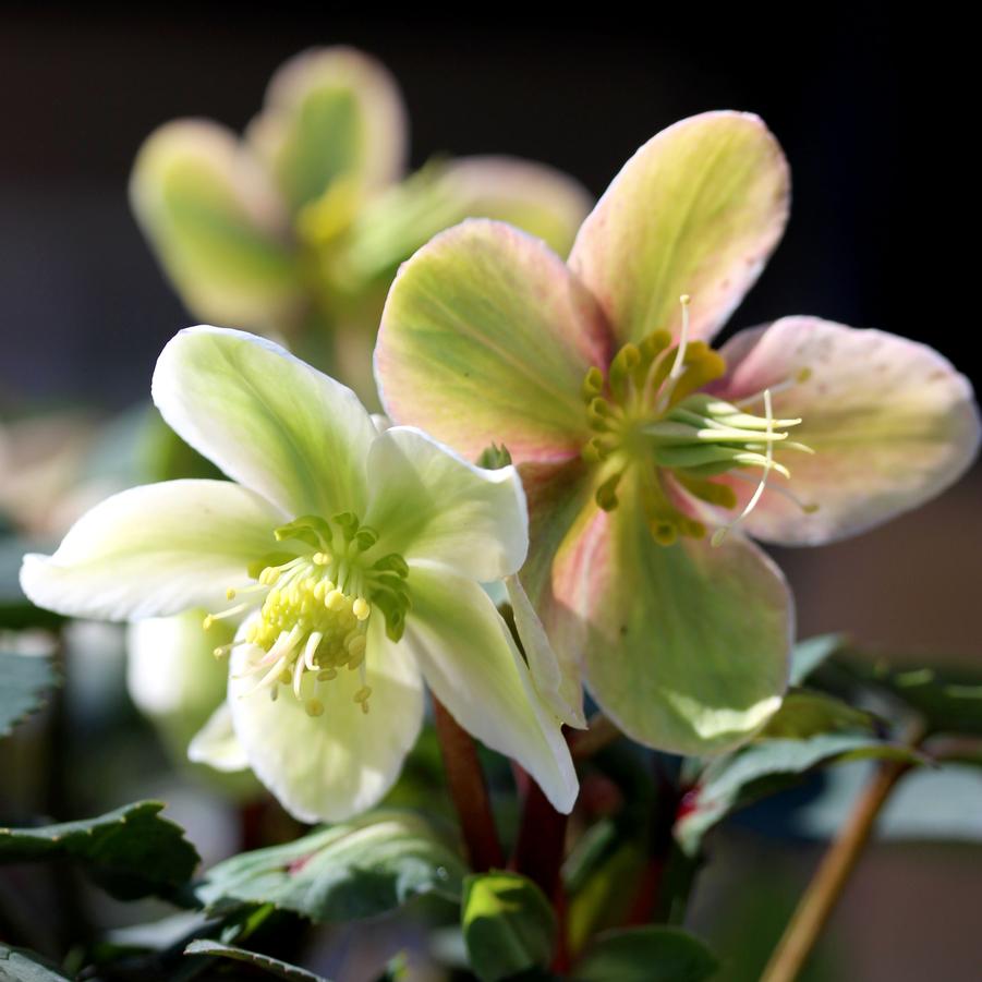 Helleborus nigercors Honeyhill Joy