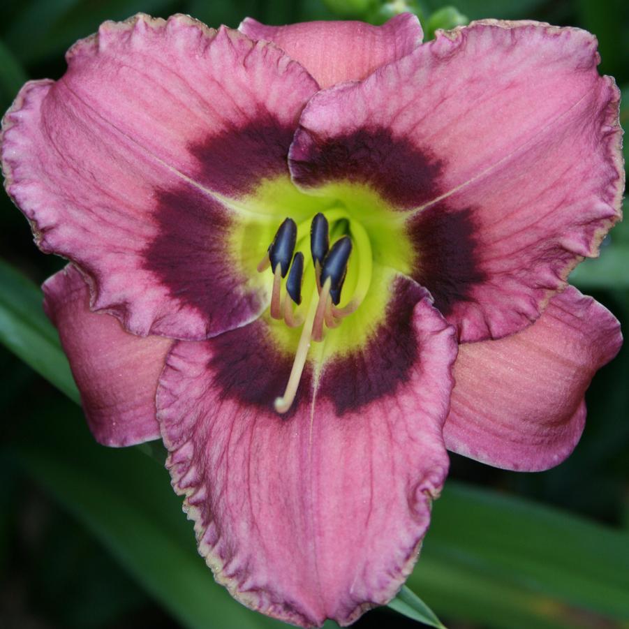 Hemerocallis Always Afternoon