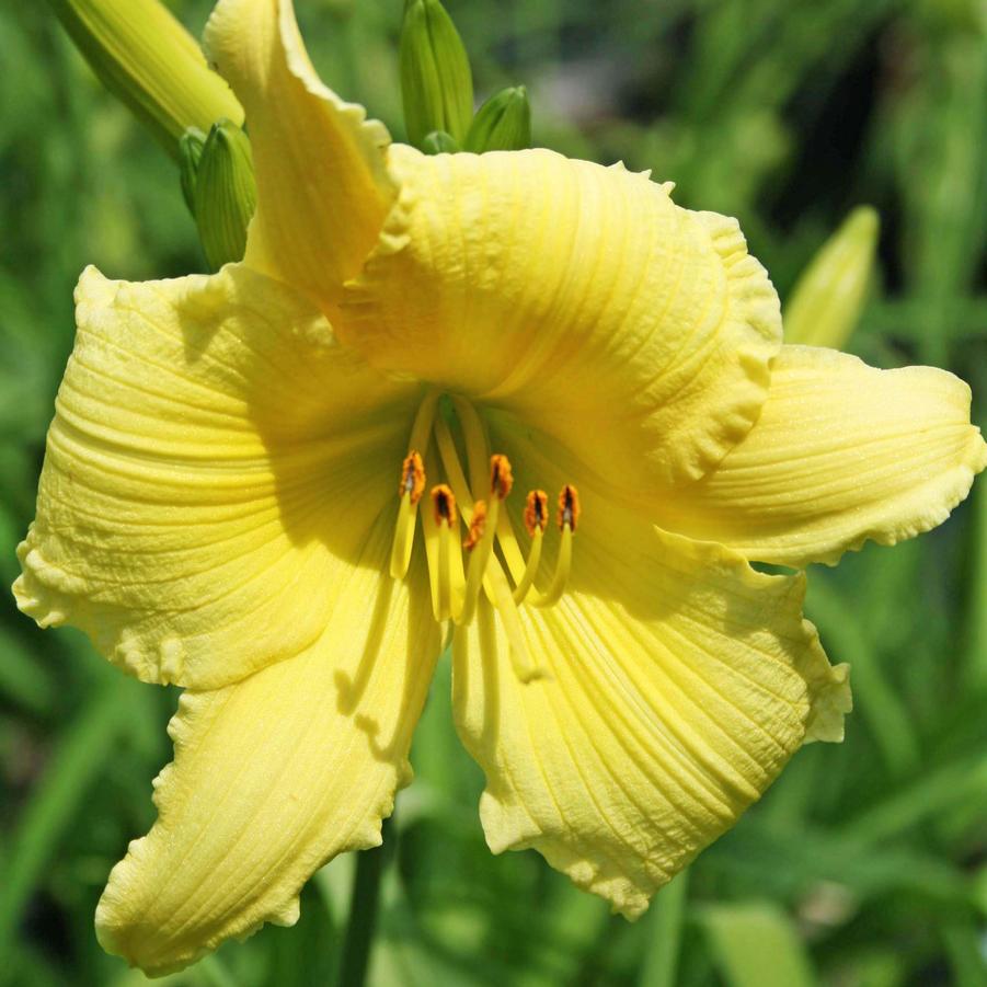 Hemerocallis Big Time Happy