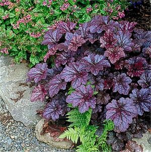 Heuchera brizoides Plum Pudding