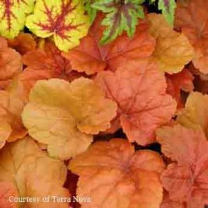 Heuchera villosa Southern Comfort