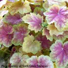 Heuchera villosa Tiramisu