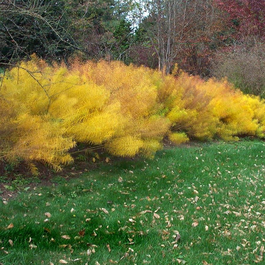 Amsonia hubrichtii 