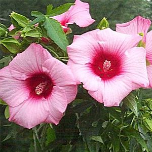Hibiscus moscheutos Lady Baltimore