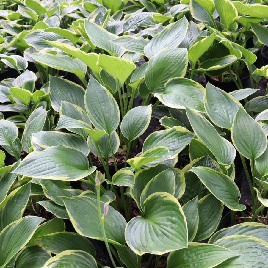 Hosta fortunei Aureomarginata