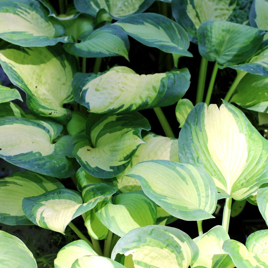 Hosta Great Expectations
