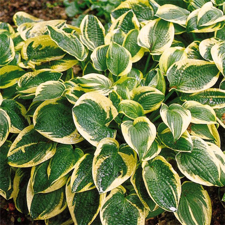 Hosta Wide Brim