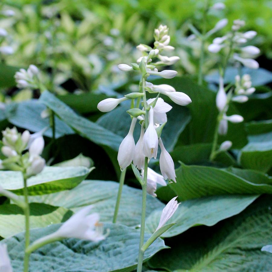 Hosta sieboldiana Elegans