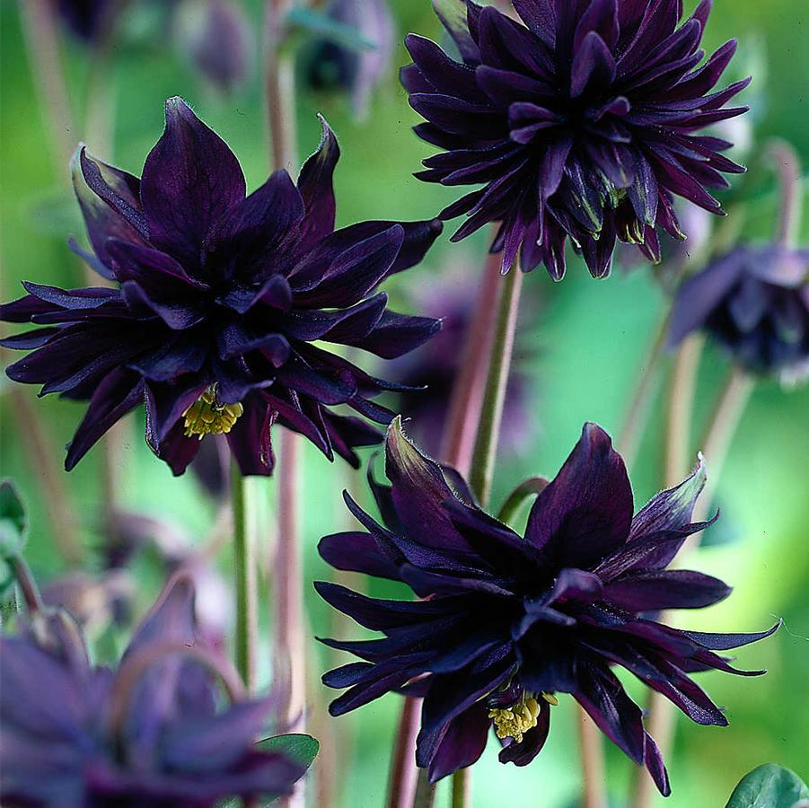 Aquilegia Black Barlow