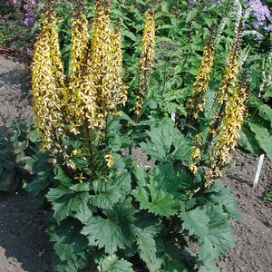 Ligularia (Farfugium) stenocephala Little Rocket