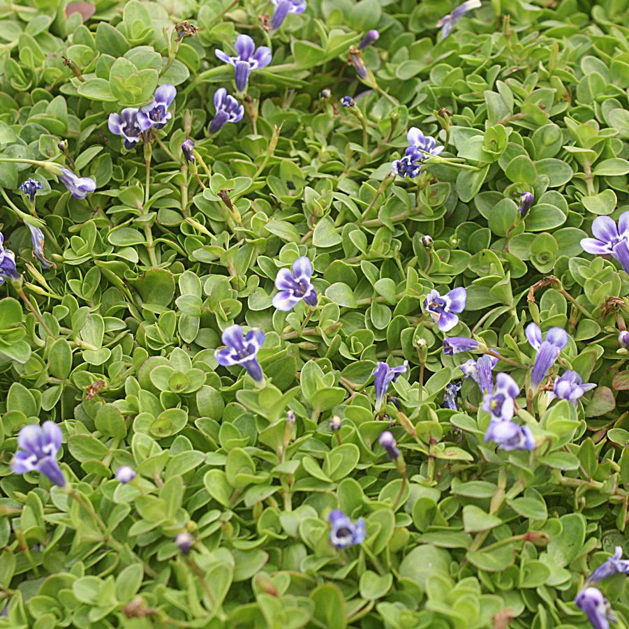 Lindernia grandiflora 