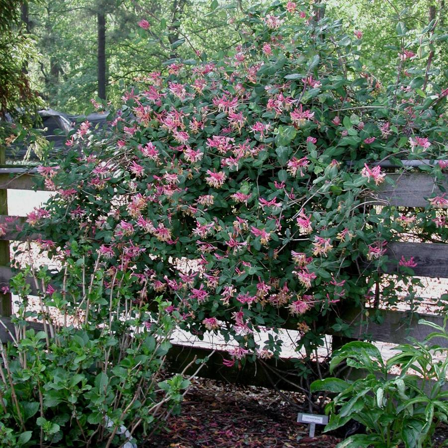 Lonicera heckrottii Gold Flame