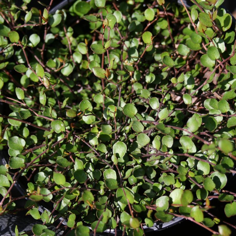 Muehlenbeckia axillaris Nana