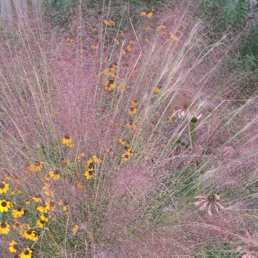 Muhlenbergia capillaris 