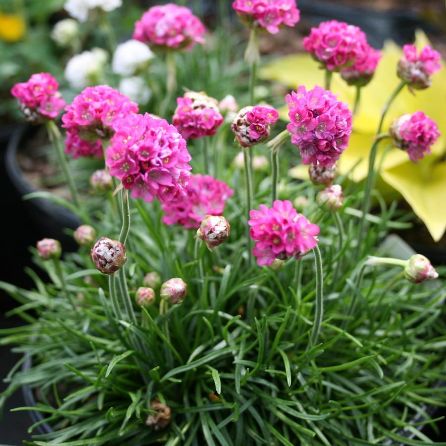 Armeria maritima Splendens