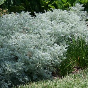 Artemisia arborescens x absinthium Powis Castle