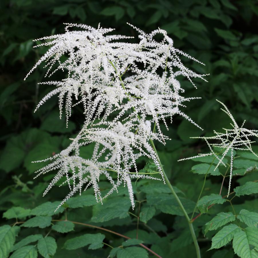 Aruncus dioicus 