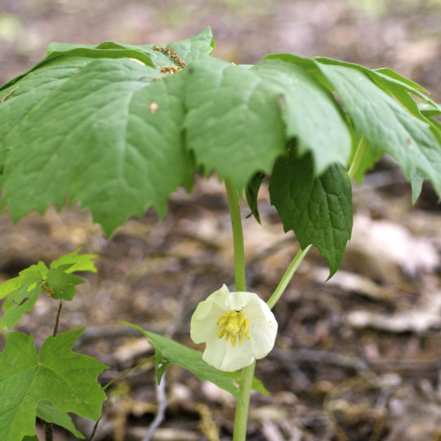 Podophyllum peltatum 