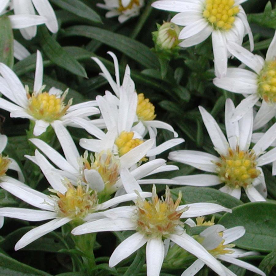 Aster (Symphyotrichum) ericoides Snow Flurry