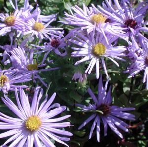 Aster (Symphyotrichum) oblongifolium Raydon's Favorite