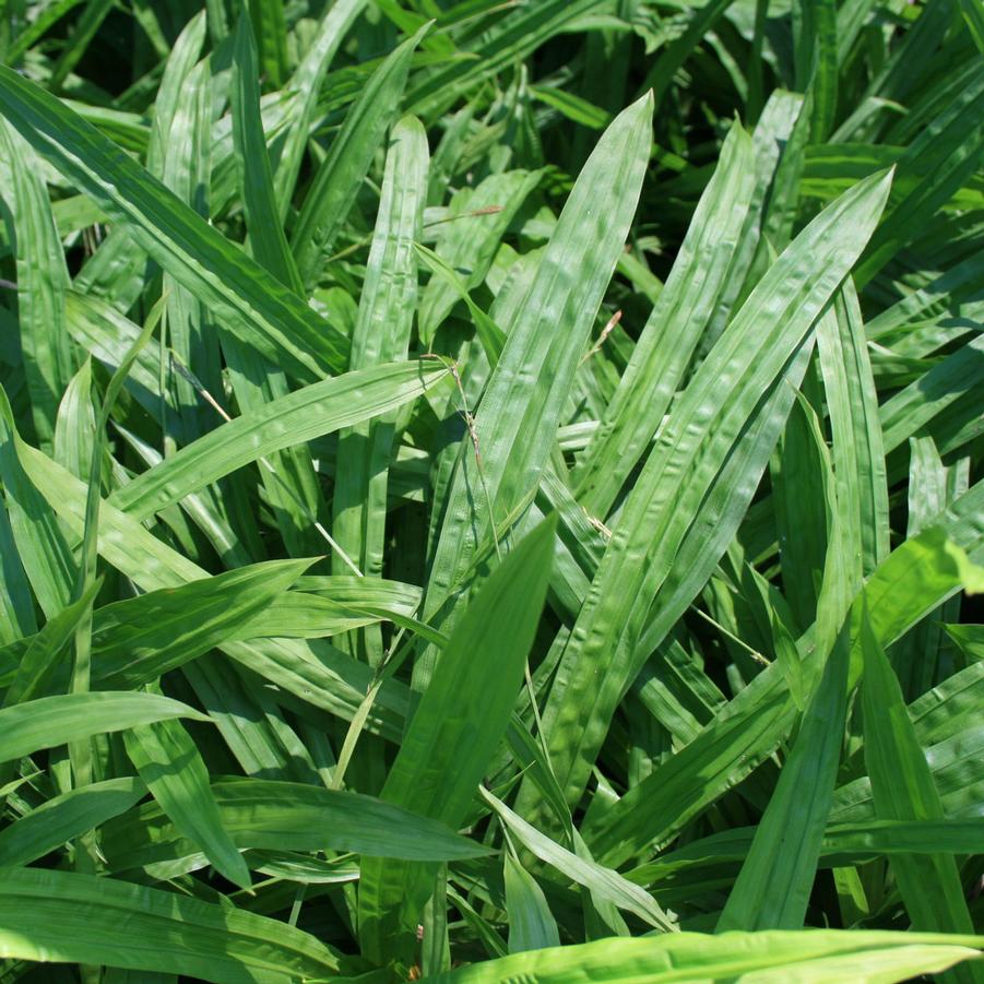 Carex plantaginea 