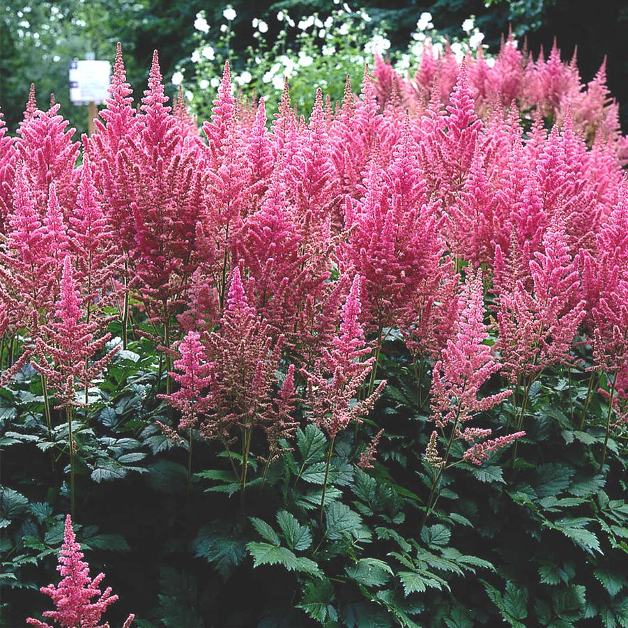 Astilbe chinensis Vision in Pink