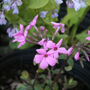 Phlox stolonifera Home Fires