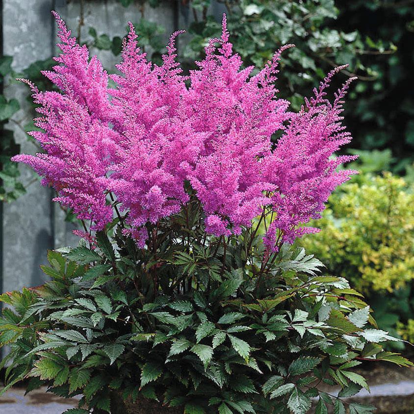 Astilbe arendsii Gloria Purpurea