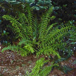 Athyrium filix-femina Victoriae