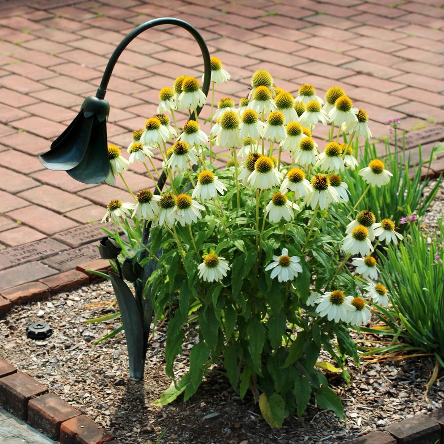 Echinacea purpurea PowWow White